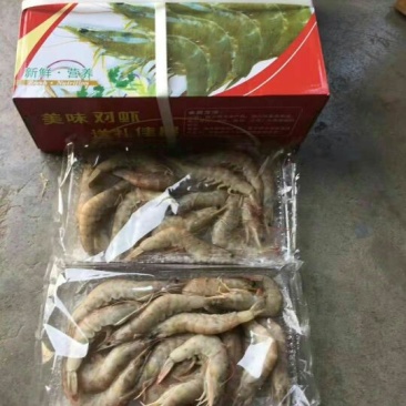 南美大虾