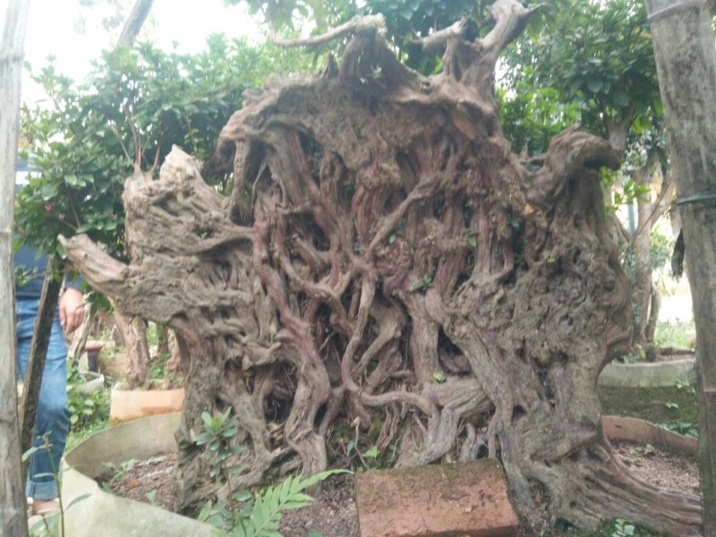精品杜鹃