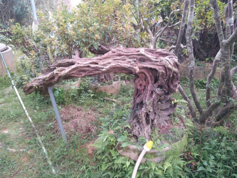 精品杜鹃