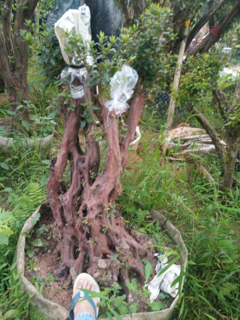 精品杜鹃