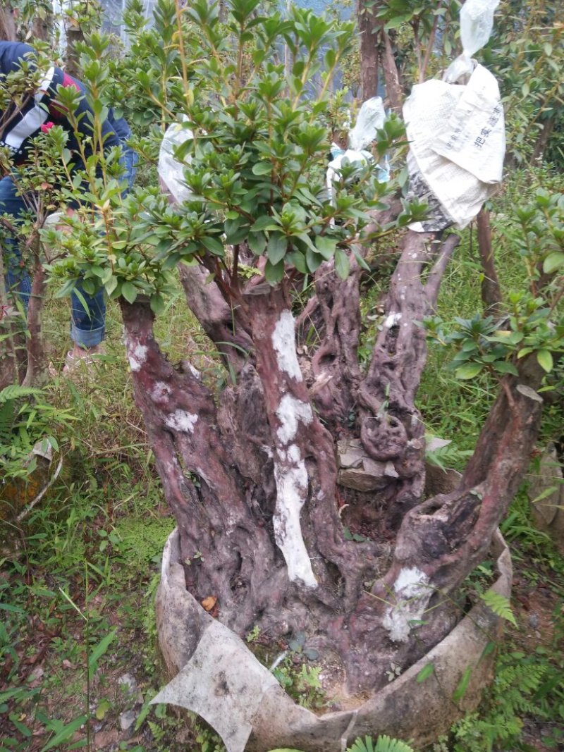 精品杜鹃