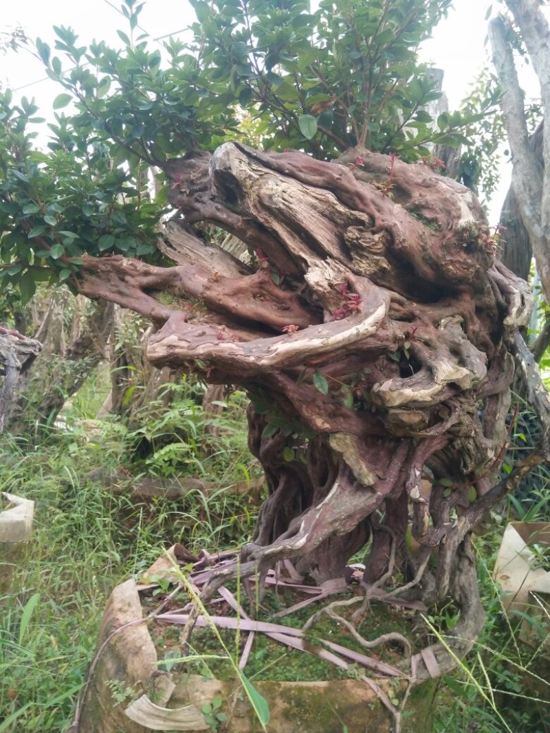 精品杜鹃