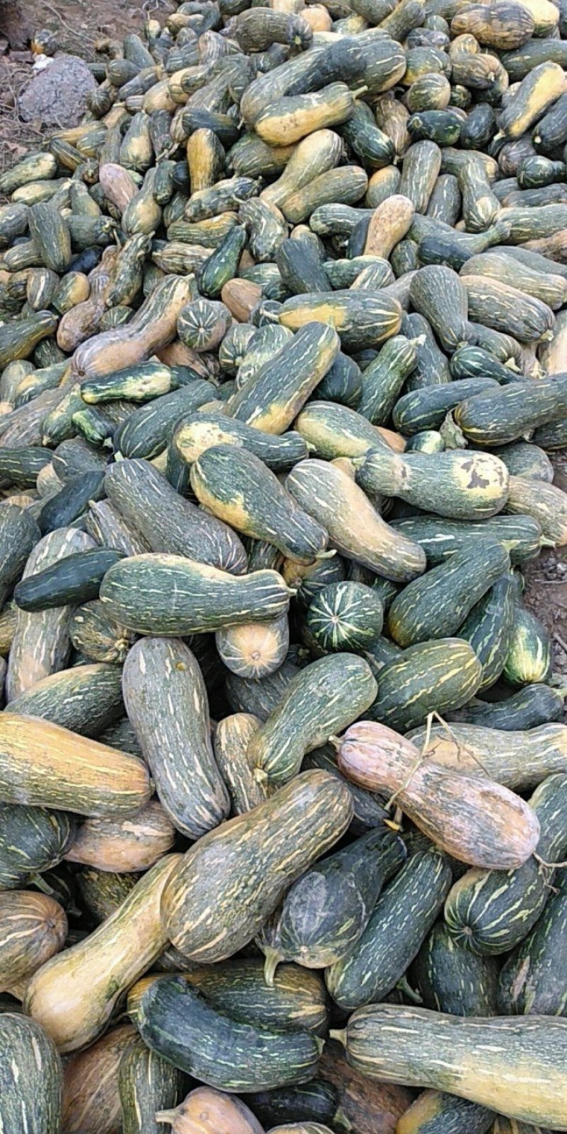 青南瓜，养植用货，质优价廉，一次合作终生的朋友