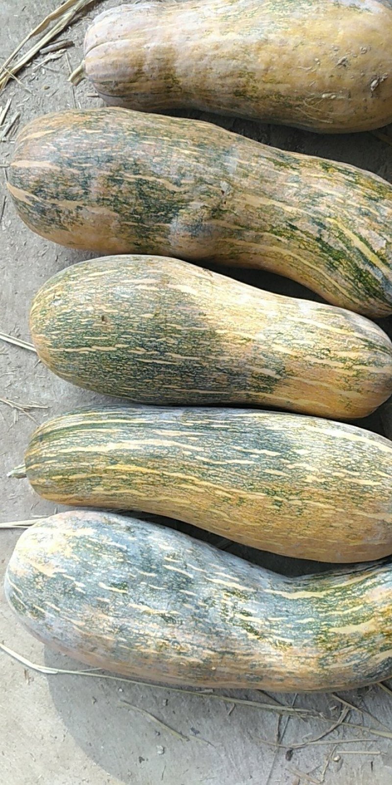 青南瓜，养植用货，质优价廉，一次合作终生的朋友