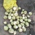 芥菜头，加工厂专用，个头大表面光滑，。。。
