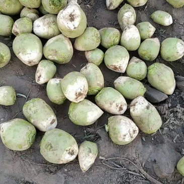 芥菜头，加工厂专用，个头大表面光滑，。。。