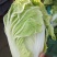 夏阳白菜
