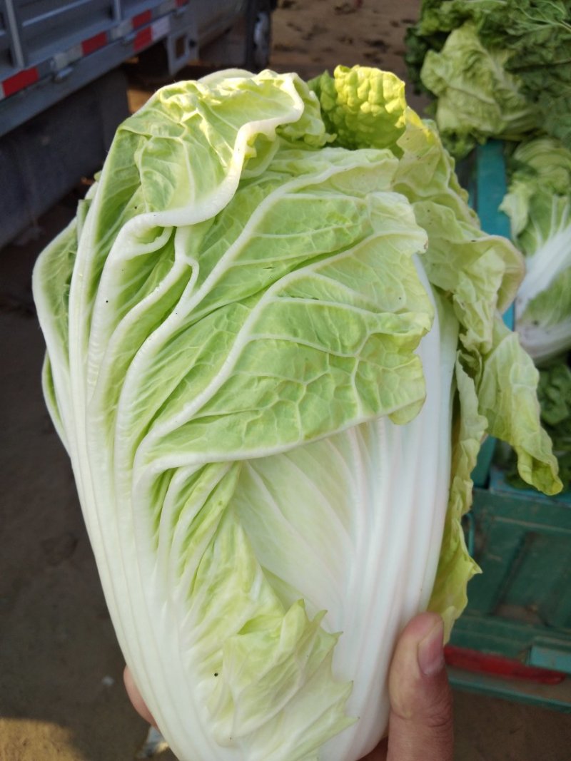 夏阳白菜