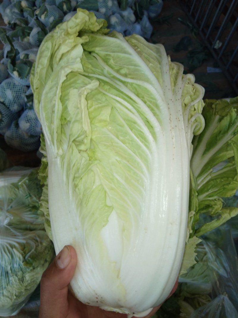 夏阳白菜