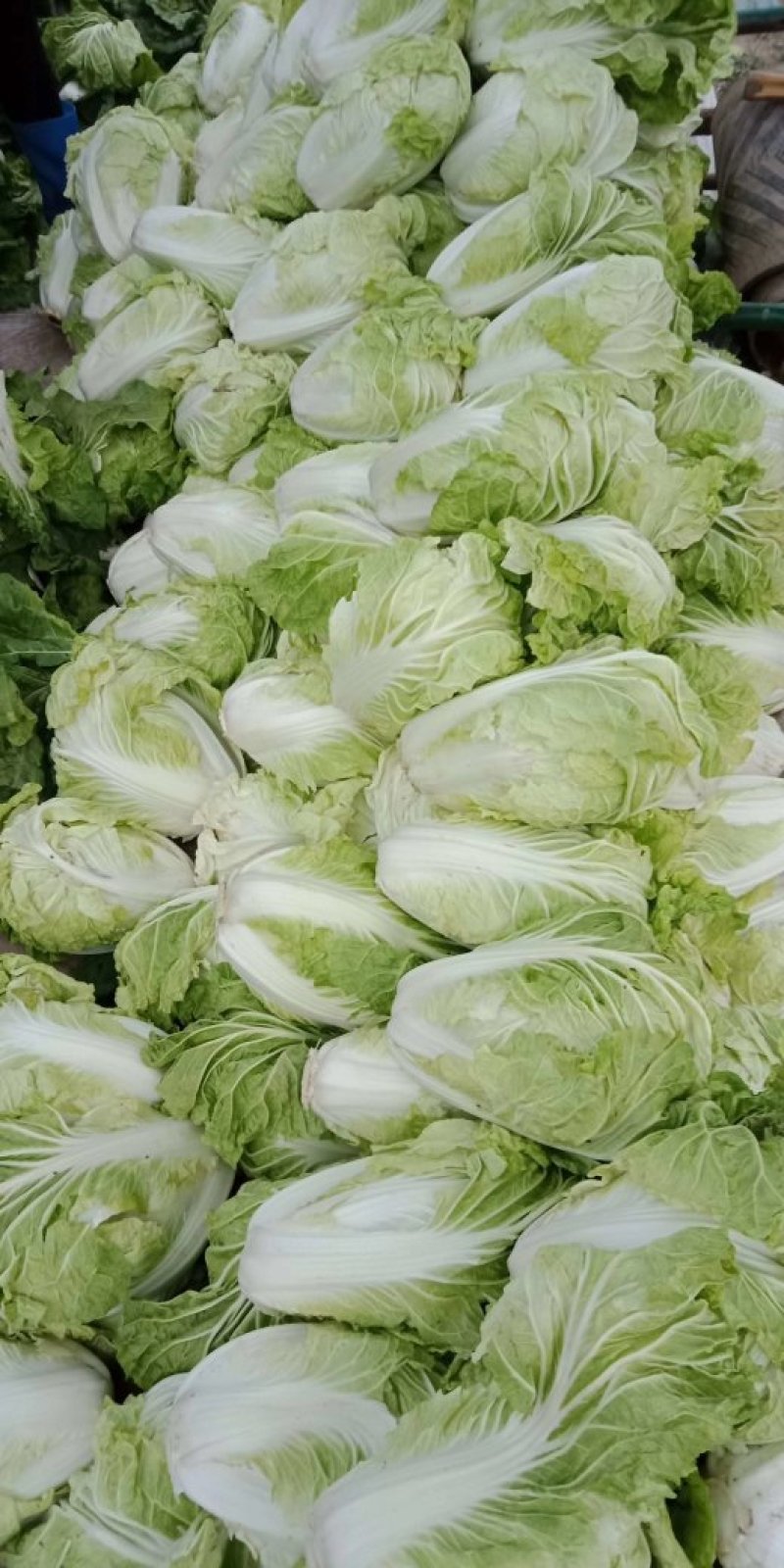 夏阳白菜