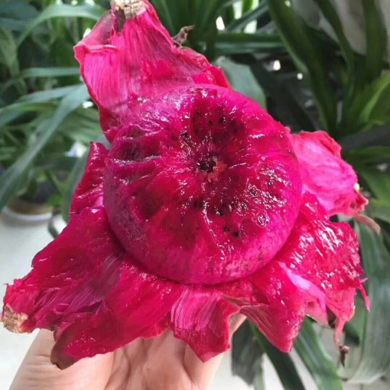 金都一号火龙果，一件代发，批发，落地配代办