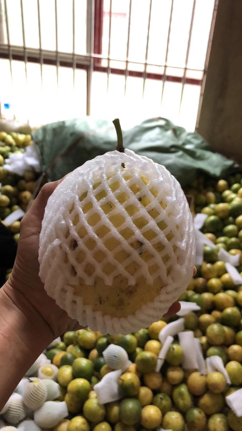 黄金一号百香果，特大果5斤15到23个