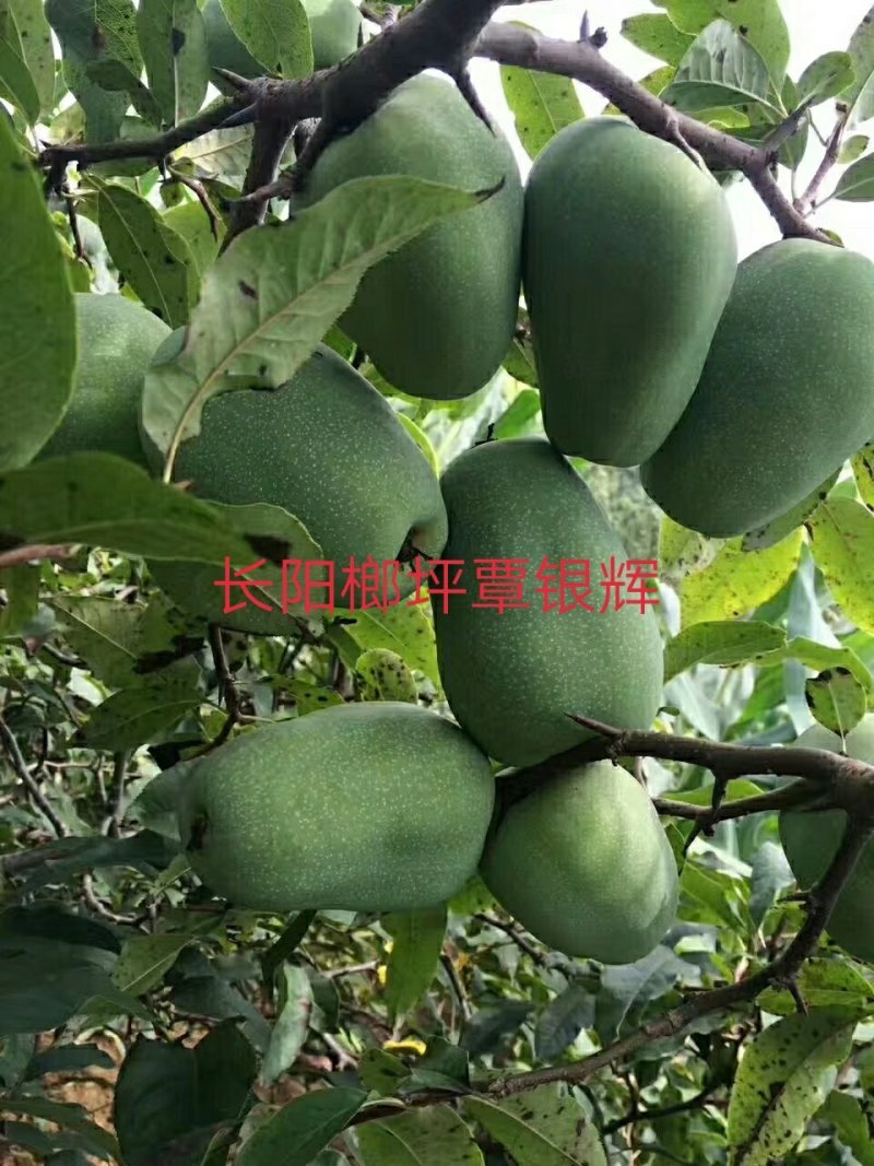 皱皮木瓜树苗无籽木瓜树苗
