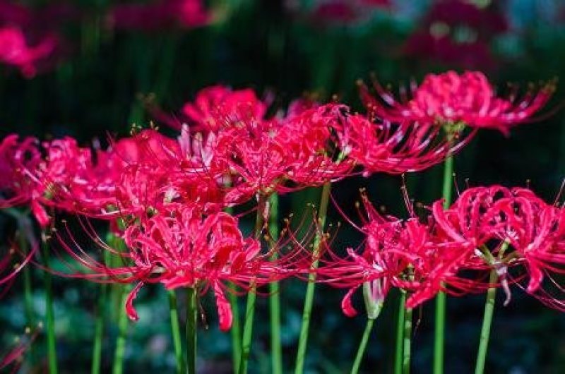 彼岸花，红花石蒜