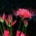 彼岸花，红花石蒜