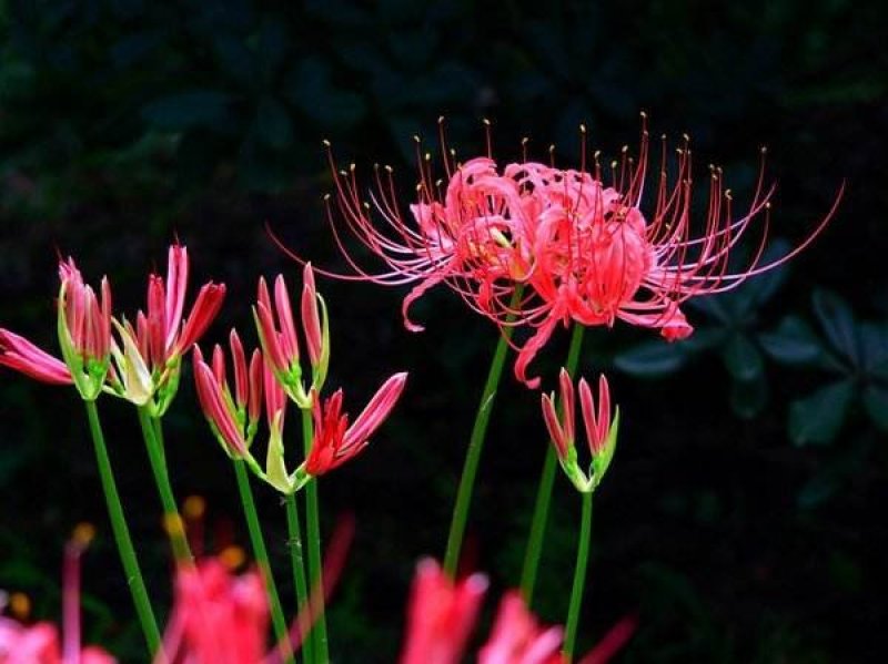 彼岸花，红花石蒜