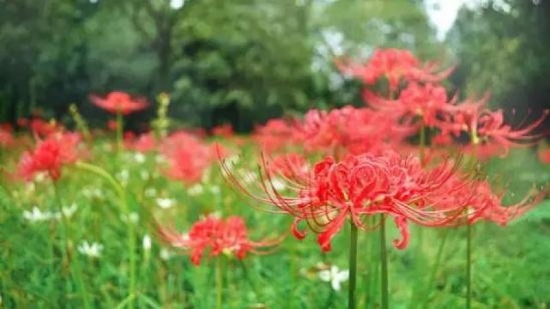 彼岸花，红花石蒜