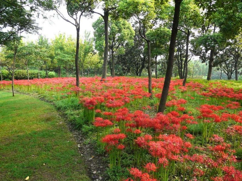 彼岸花，红花石蒜