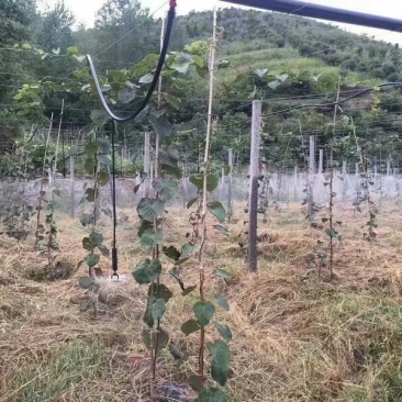 吊挂微喷