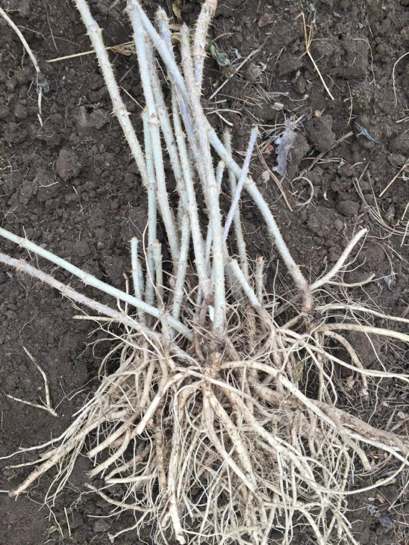 刺嫩芽苗（乌龙头刺老包）基地直发规格齐全欢迎咨询