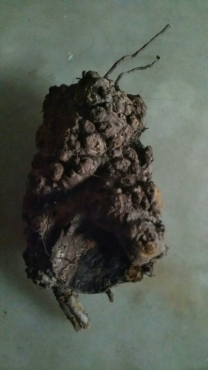 血三七