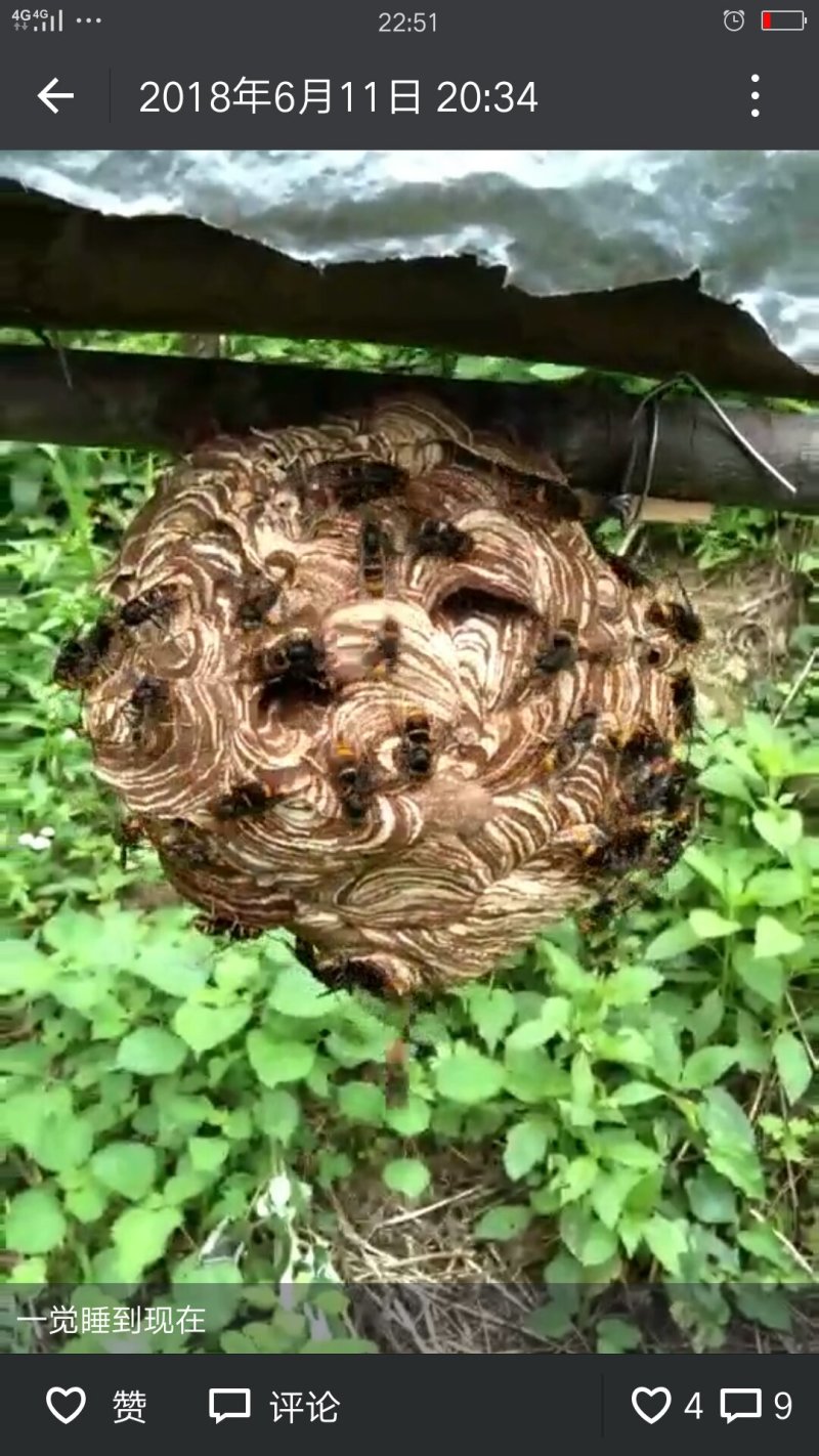 胡蜂蜂王
