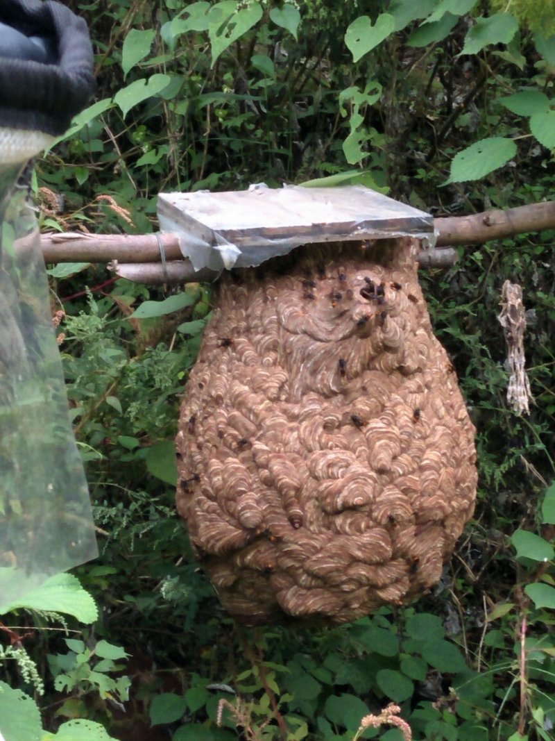 胡蜂蜂王