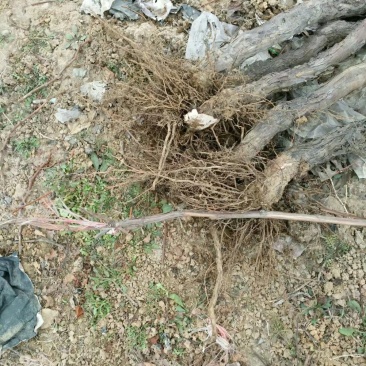 占地老葡萄树(直径2～5公分）成活率高，