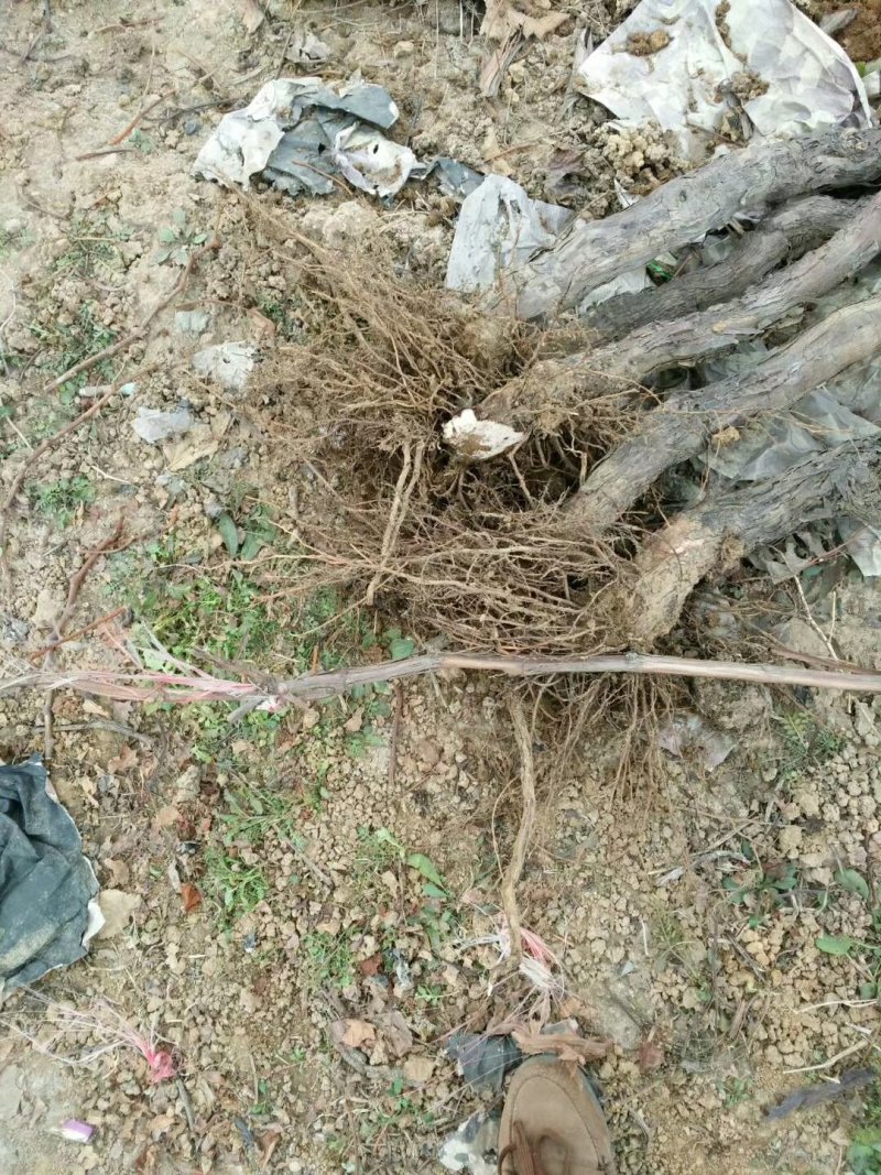 占地老葡萄树(直径2～5公分）成活率高，