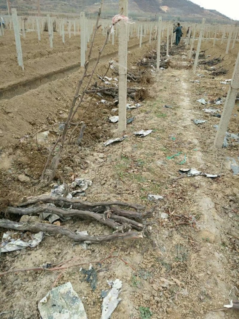 占地老葡萄树(直径2～5公分）成活率高，