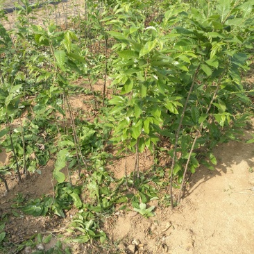 太行山板栗树苗，长在深山处，一到三公分，可开发票！