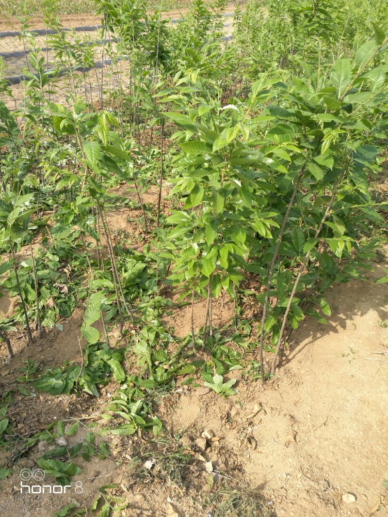 太行山板栗树苗，长在深山处，一到三公分，可开发票！