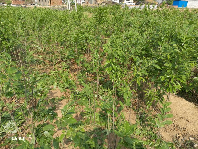 太行山板栗树苗，长在深山处，一到三公分，可开发票！