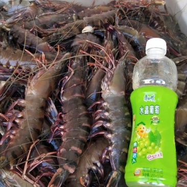 海捕草虾，