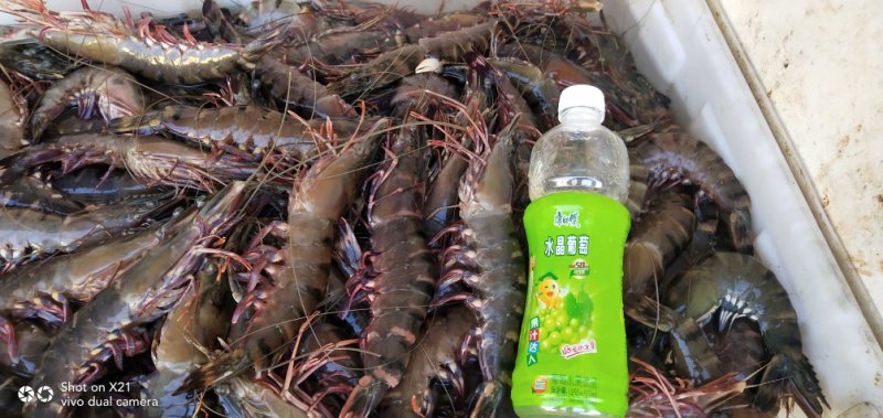 海捕草虾，