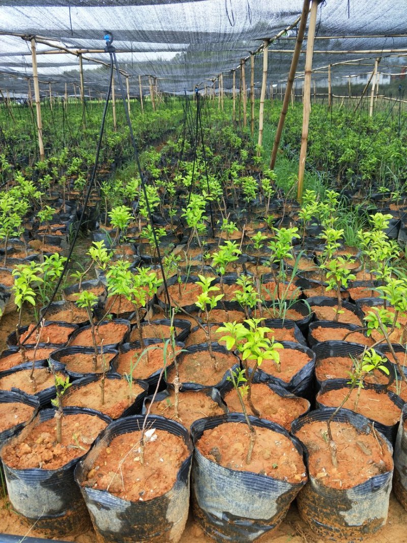 厂家直销各种规格营养杯