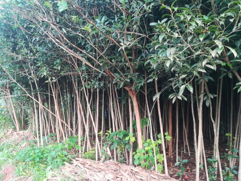 2公分桂花苗