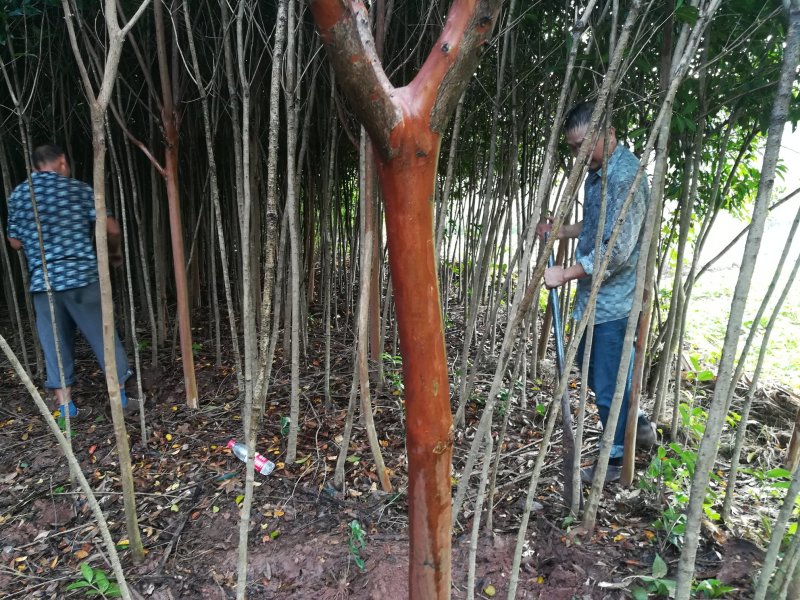 2公分桂花苗