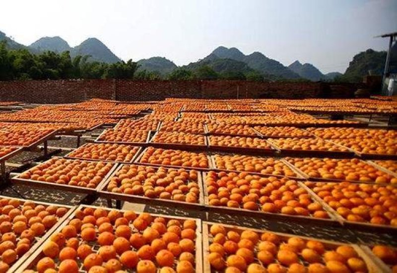 柿饼桂林柿饼