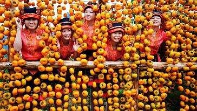 柿饼桂林柿饼
