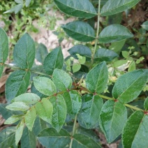 花椒苗无刺花椒树嫁接专用砧木臭椒八月椒提供嫁接技术