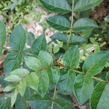 花椒苗无刺花椒树嫁接专用砧木臭椒八月椒提供嫁接技术