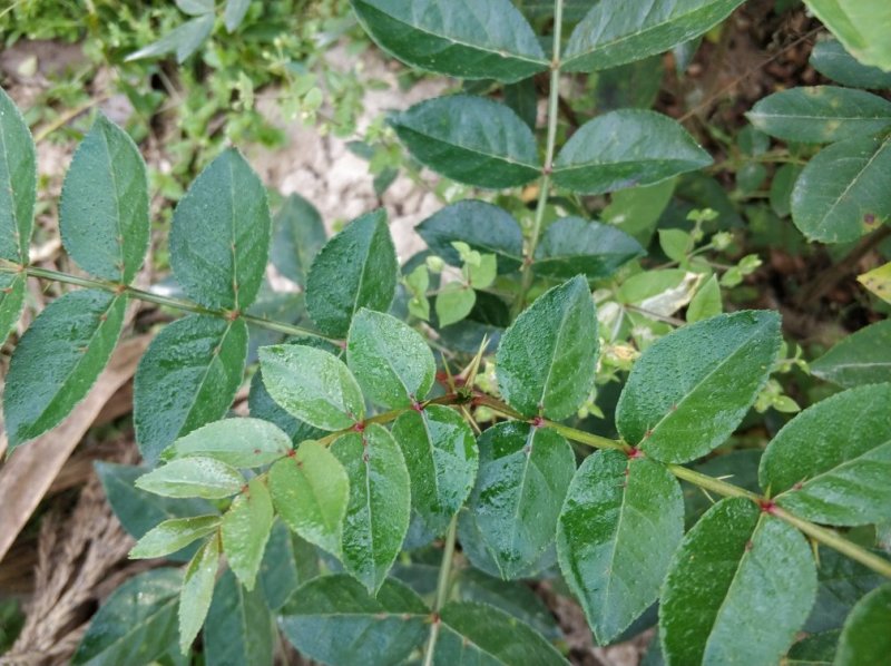 花椒苗无刺花椒树嫁接专用砧木臭椒八月椒提供嫁接技术