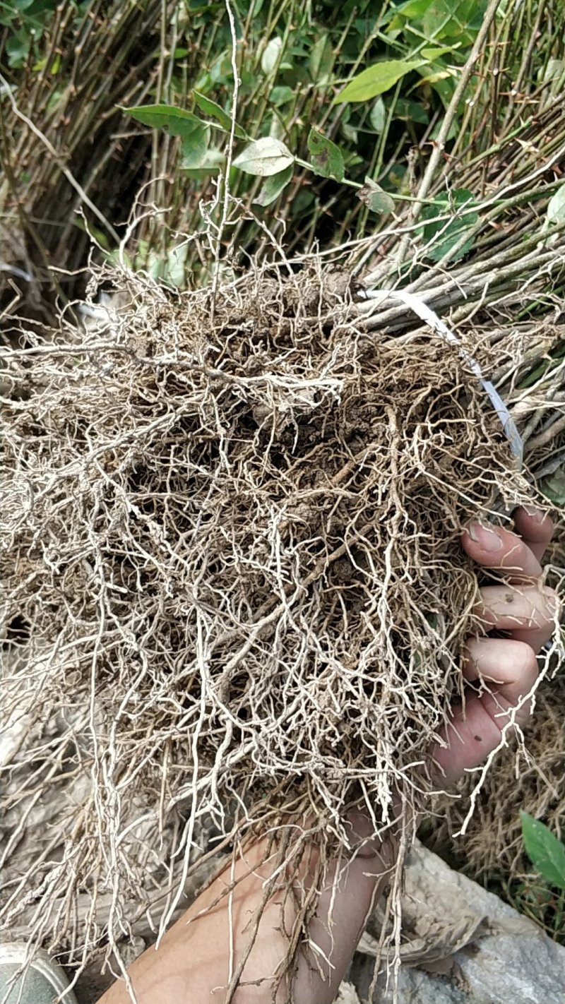 花椒苗无刺花椒树嫁接专用砧木臭椒八月椒提供嫁接技术