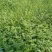 花椒苗无刺花椒树嫁接专用砧木臭椒八月椒提供嫁接技术