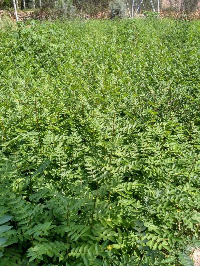 花椒苗无刺花椒树嫁接专用砧木臭椒八月椒提供嫁接技术