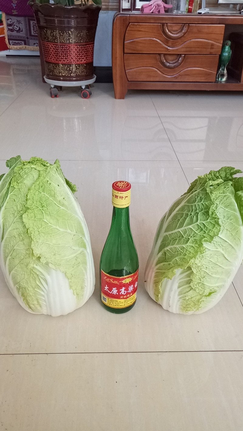 黄心白菜大面积上市有北京三号，黄心白菜，娃娃供应产地直发