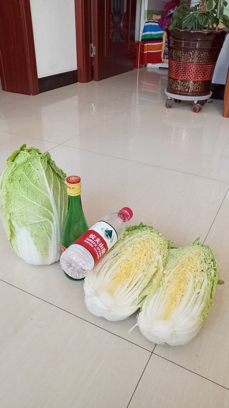 黄心白菜大面积上市有北京三号，黄心白菜，娃娃供应产地直发
