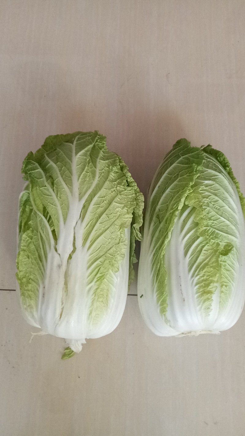 黄心白菜大面积上市有北京三号，黄心白菜，娃娃供应产地直发