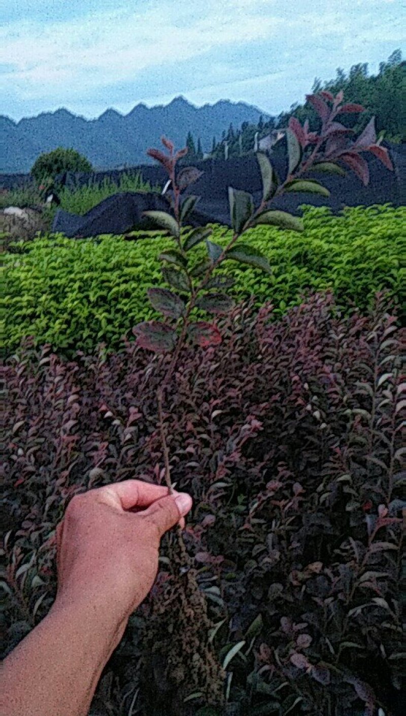 红花继木